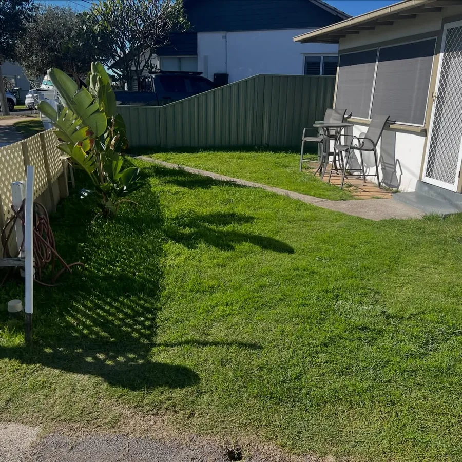 The same backyard before, overgrown