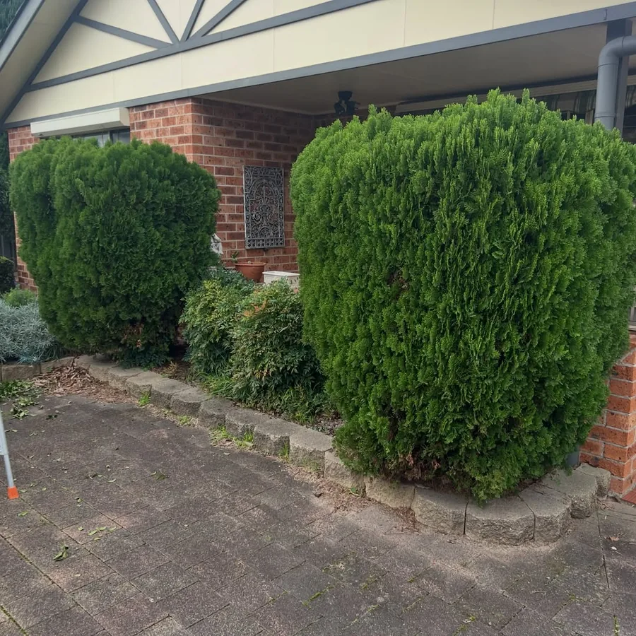 Hedge trimmed back into a neat shape