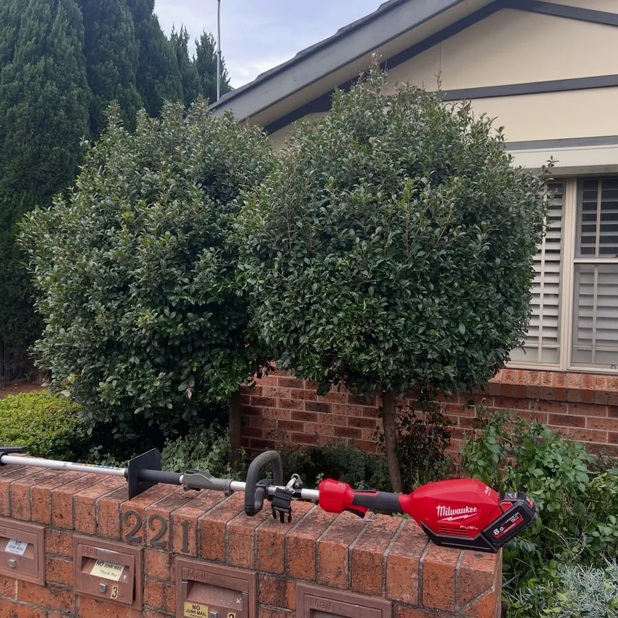 The same hedge before, grown over the letterbox