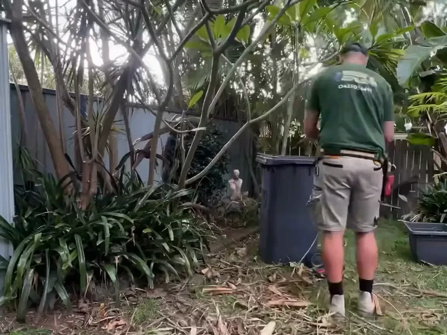 Overgrown yard being cleared and brought back under control