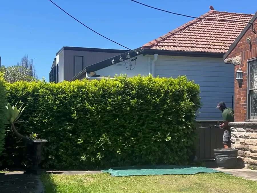 Hedge being trimmed back into shape